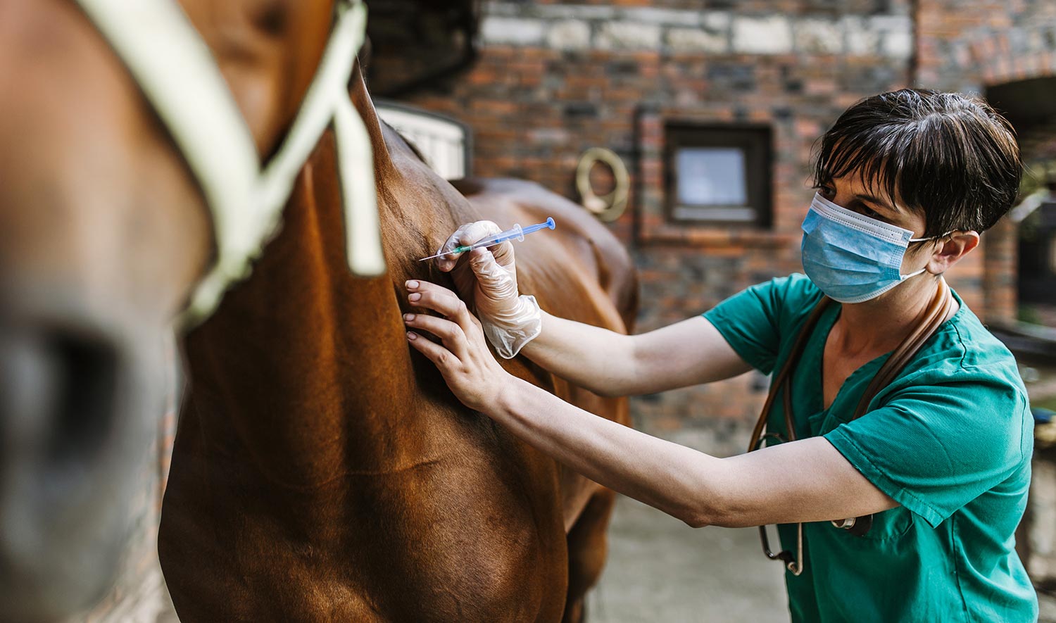 Vet Times CPD + Equine